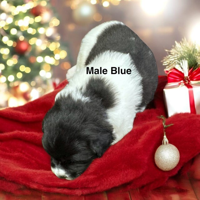 riley male blue.jpeg