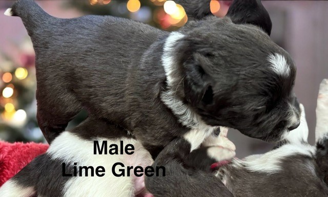 riley male lime green.jpeg